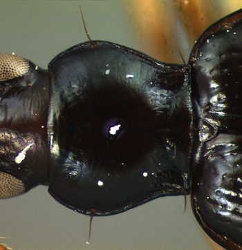 Media type: image;   Entomology 22492 Aspect: pronotum dorsal
